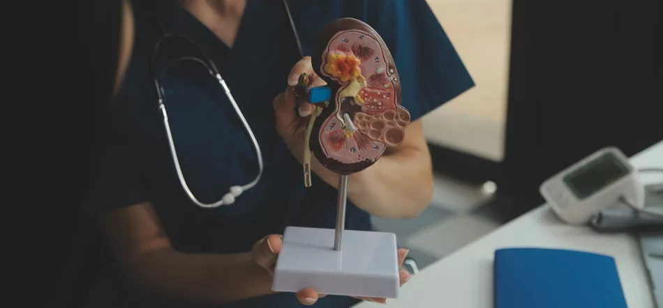 Doctor showing internal organs in 3d human model. Woman with stethoscope in lab coat sitting at table with laptop and talking about people anatomy.